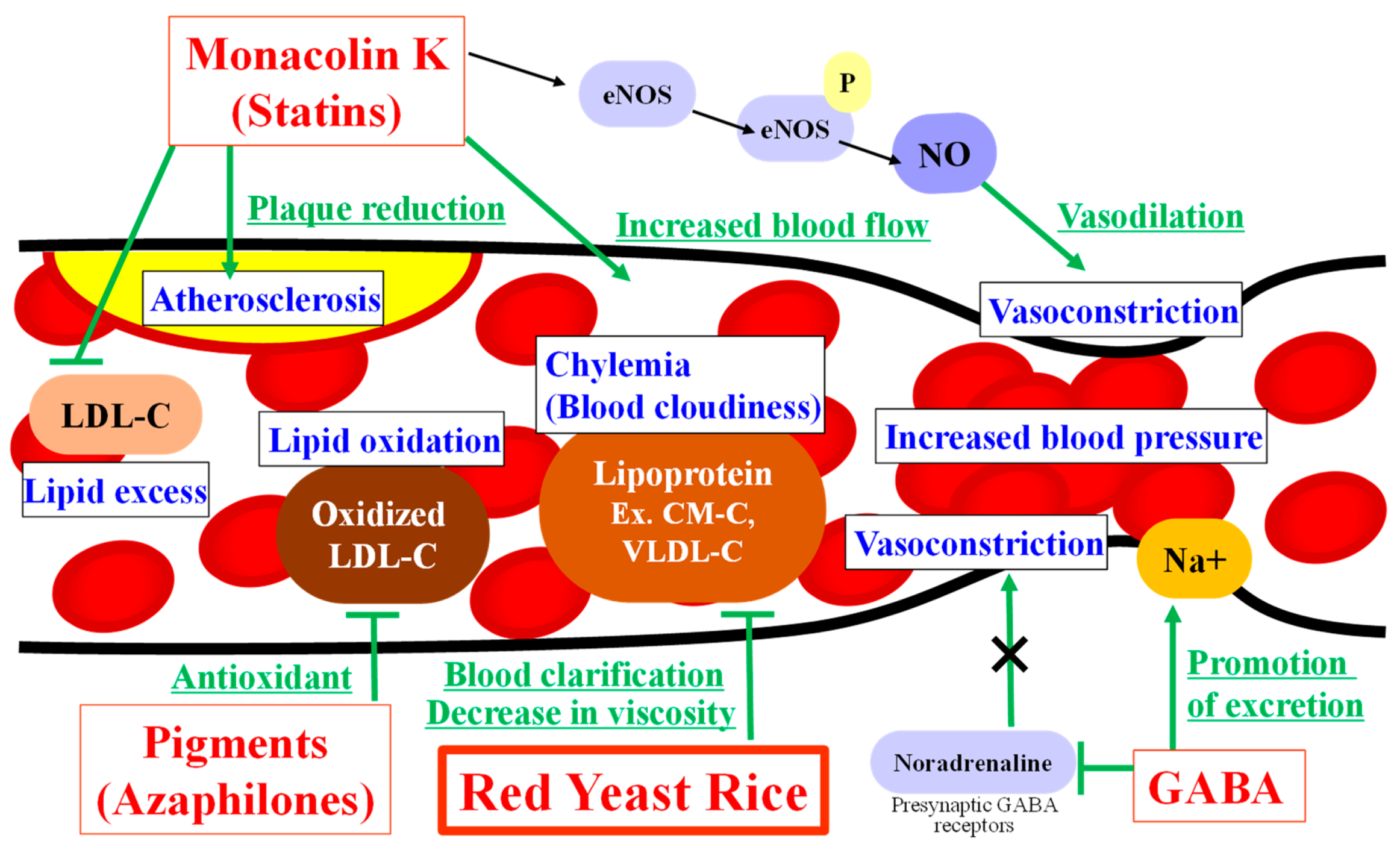 Expected effect on the circulatory system of red yeast rice