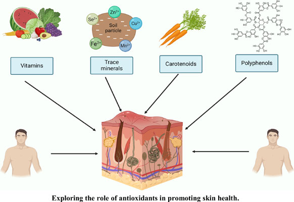 Exploring the role of antioxidants in promoting skin health