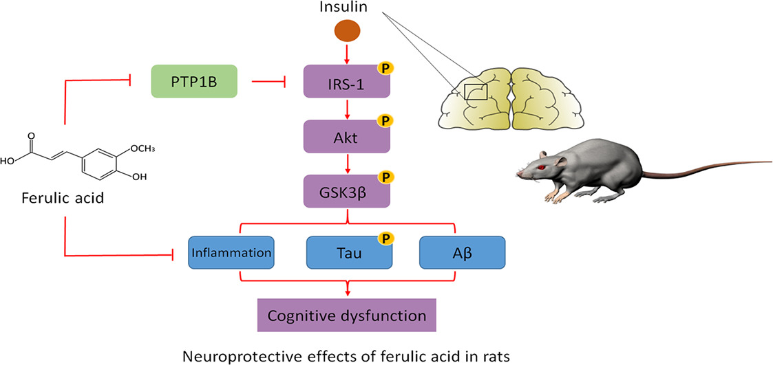 Ferulic acid and diabetes