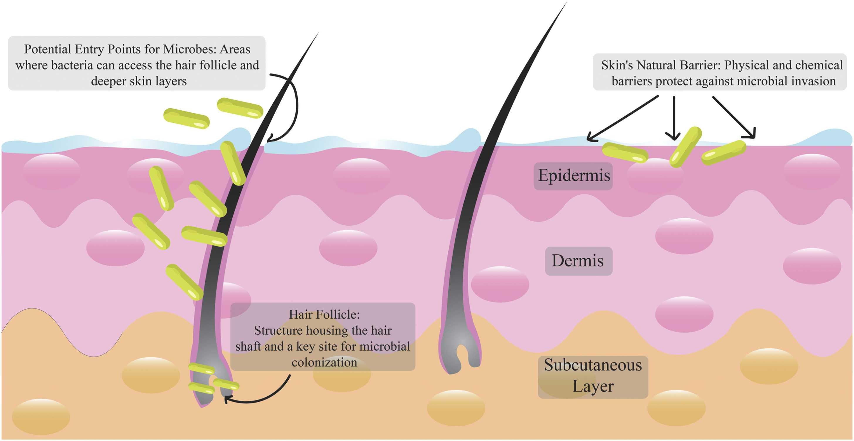 Hair follicle microbiome
