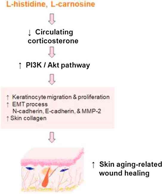 L carnosine benefits for skin 