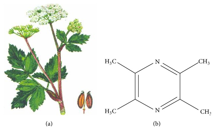 Ligusticum wallichii (Chuan Xiong)