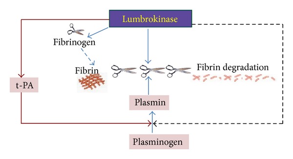 Lumbrokinase dissolves blood clots