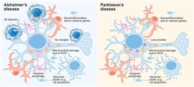 Mechanisms of action of UDCA in neuroprotection