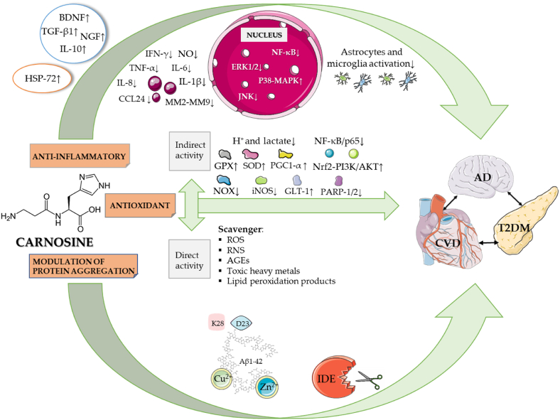 multimodal mechanism of action of carnosine
