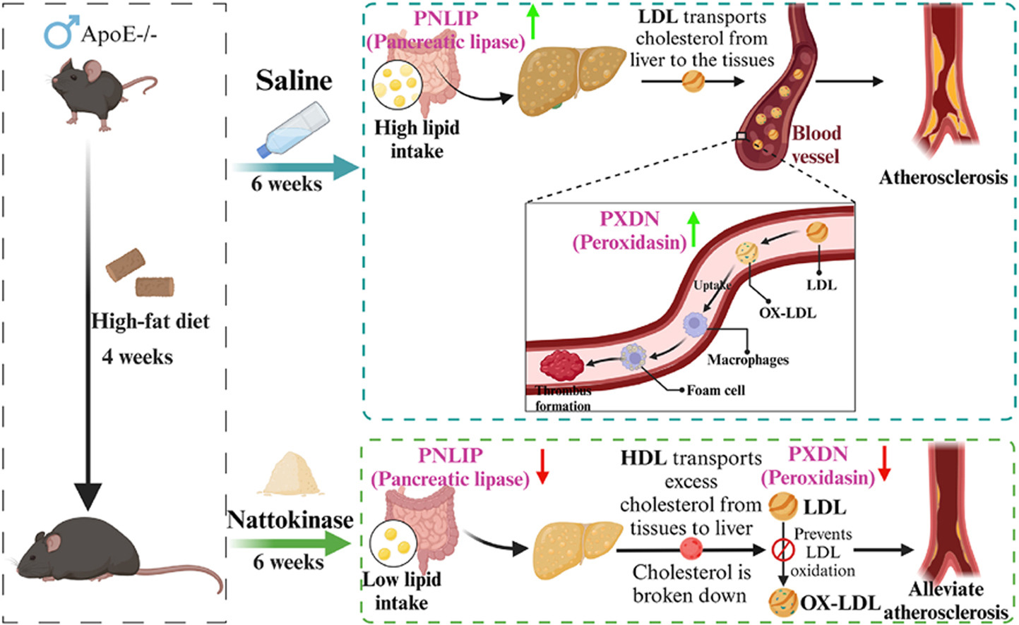 nattokinase and cholesterol