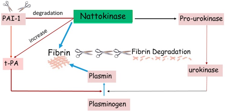 Nattokinase dissolves blood clots