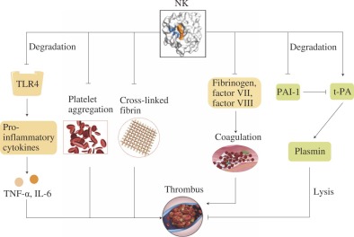 nattokinase for blood clots