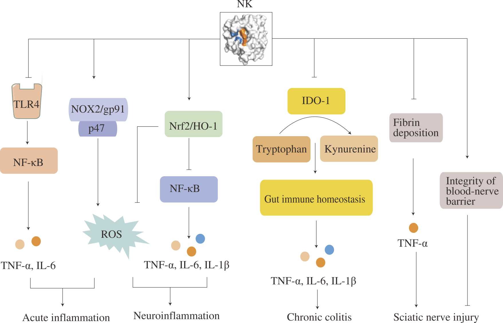 nattokinase for inflammation