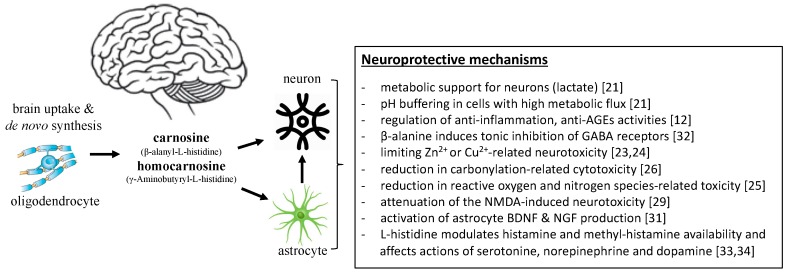 neuroprotective effects of carnosine