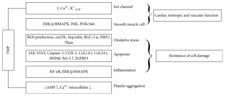 Putative mechanisms underlying cardiovascular protective effects of TMP