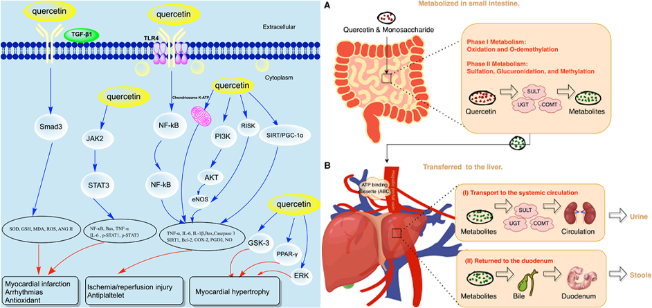Quercetin Benefits for Cardiovascular disease