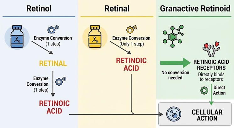 Retinol vs Retinal vs Granactive Retinoid