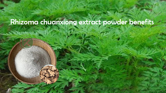 Rhizoma chuanxiong extract powder benefits