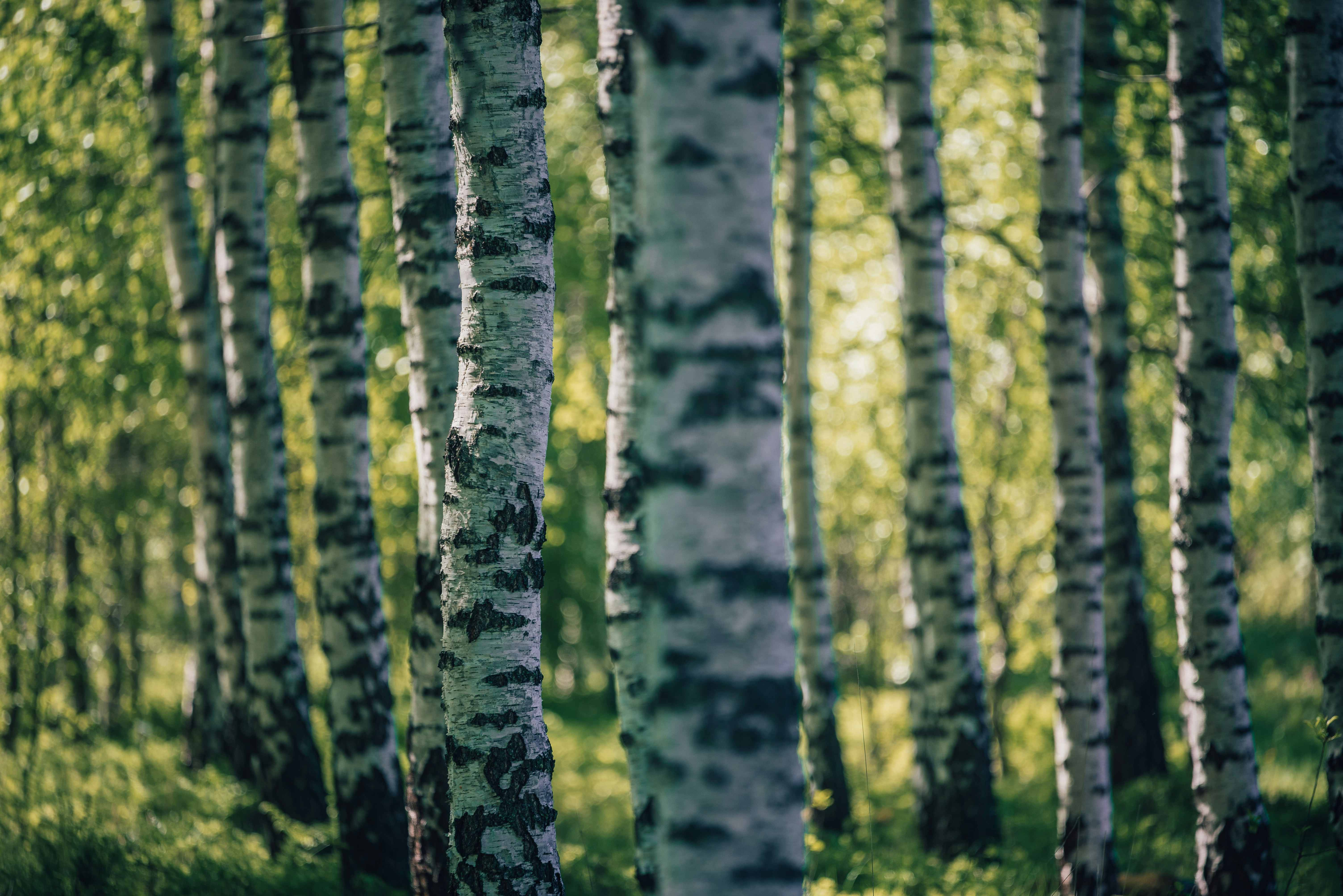 silver birch