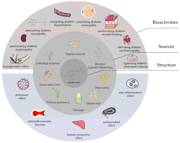 Structure, sources and bioactivities of ferulic acid