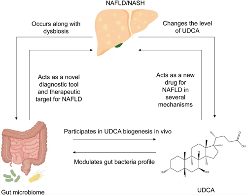 Summary of the interplay between NAFLD, UDCA, and gut microbiome