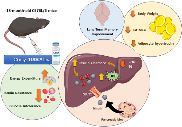 tauroursodeoxycholic acid fatty liver