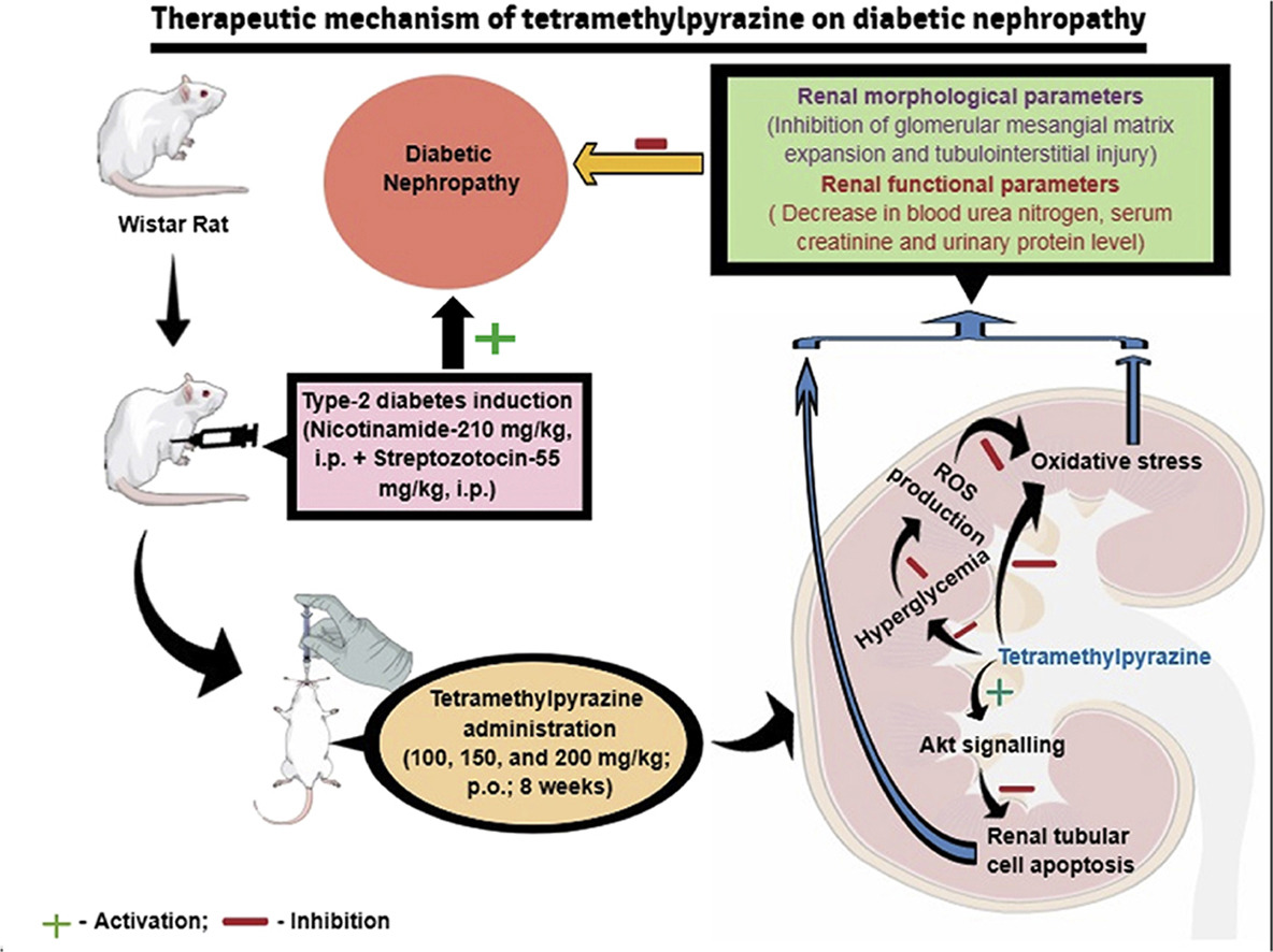 tetramethylpyrazine for DN