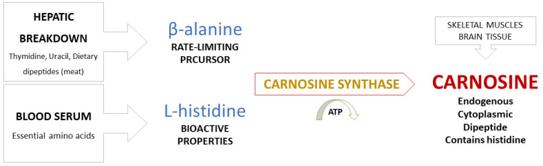 the composition of carnosine