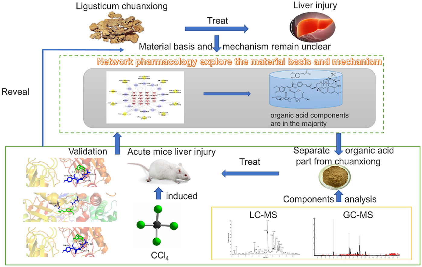 the efficacy of L. chuanxiong in treating liver injury