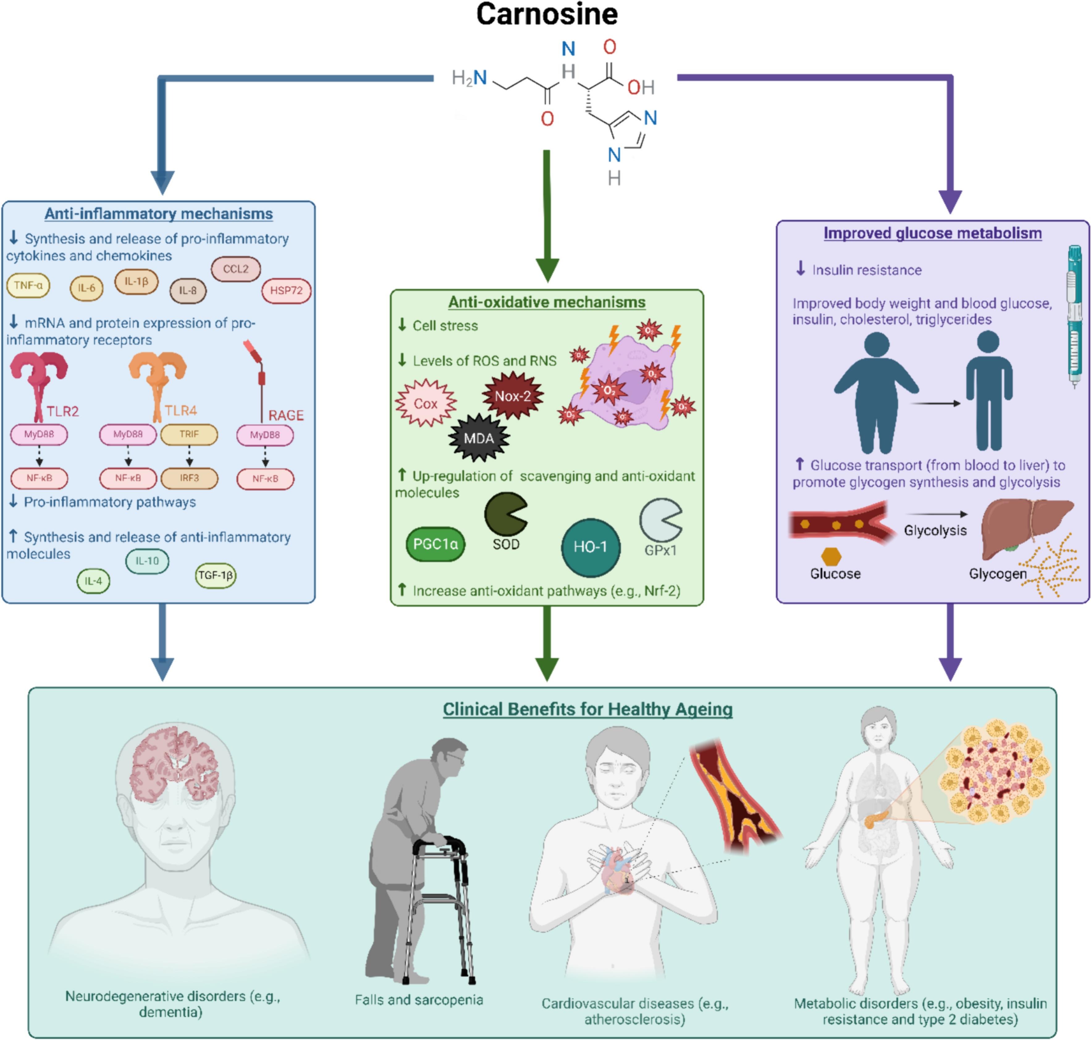 The impact of carnosine on biological ageing