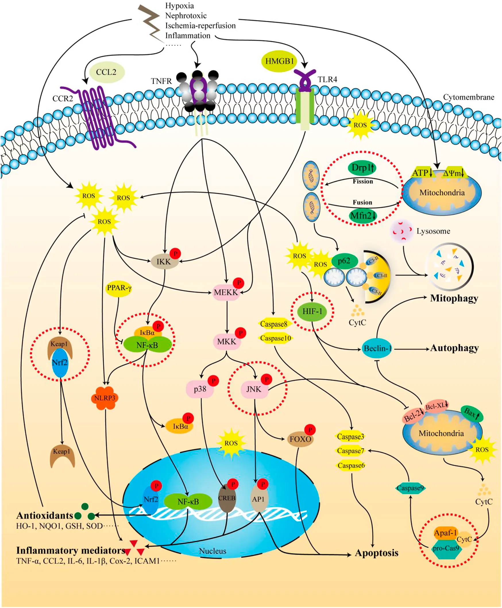 The mechanism of TMP intervention in AKI