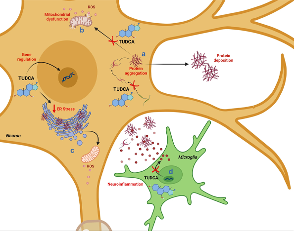 The potential neuroprotective effects of TUDCA