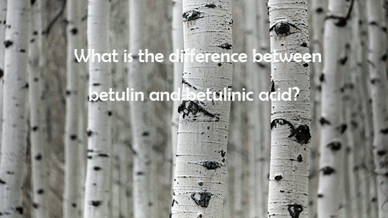 What is the difference between betulin and betulinic acid