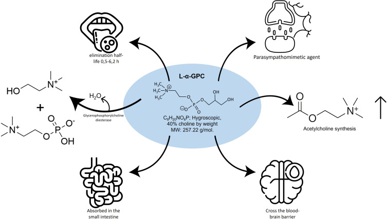 fonction cognitive alpha gpc