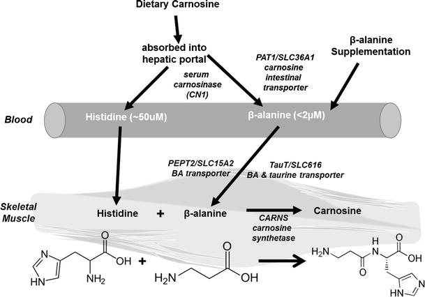 Bêta-alanine pour les muscles