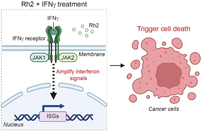 ginsenósido y cáncer
