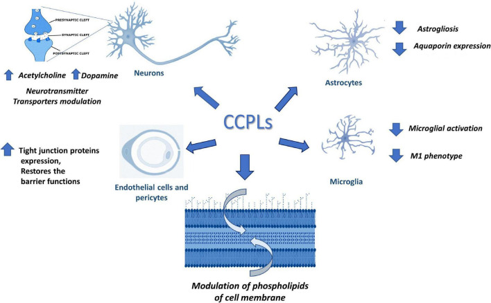 in Neuroprotection in Neuroprotection