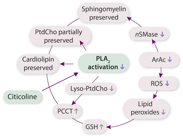 Pathway of citicoline neuroprotection Pathway of citicoline neuroprotection