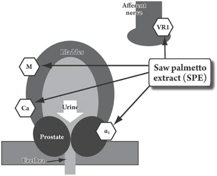 saw palmetto extract for prostate