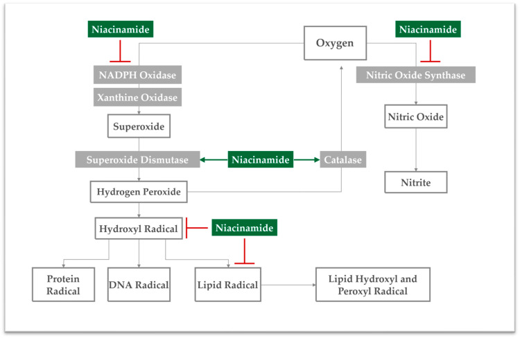El mecanismo antioxidante de la nicotinamida