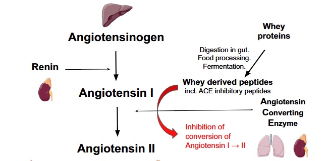 Whey Peptides for Antihypertensive Activity