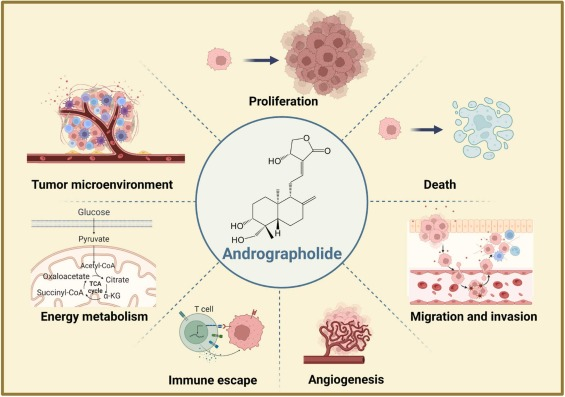 Extrait en poudre d'Andrographis paniculata contre le cancer
