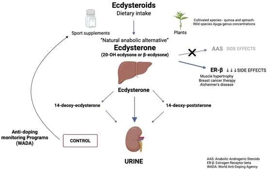 beta ecdysterone bodybuilding