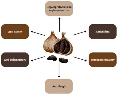 Extracto de ajo negro en polvo con propiedades antiinflamatorias.