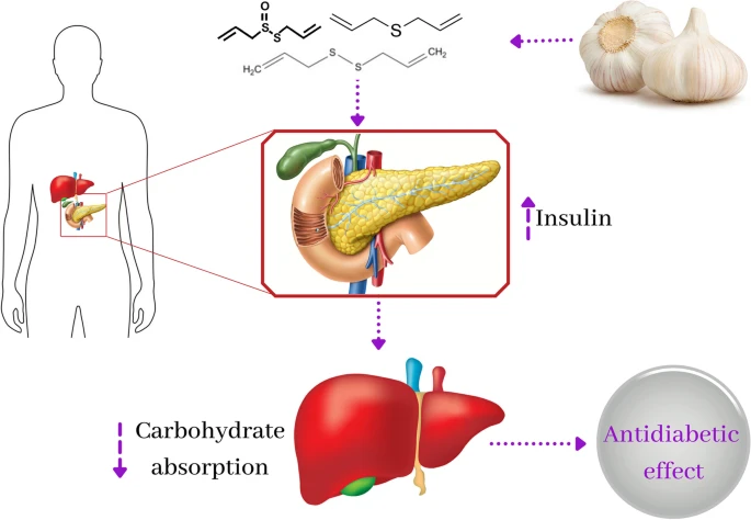 Extracto de ajo negro en polvo para el apoyo del metabolismo de carbohidratos y lípidos