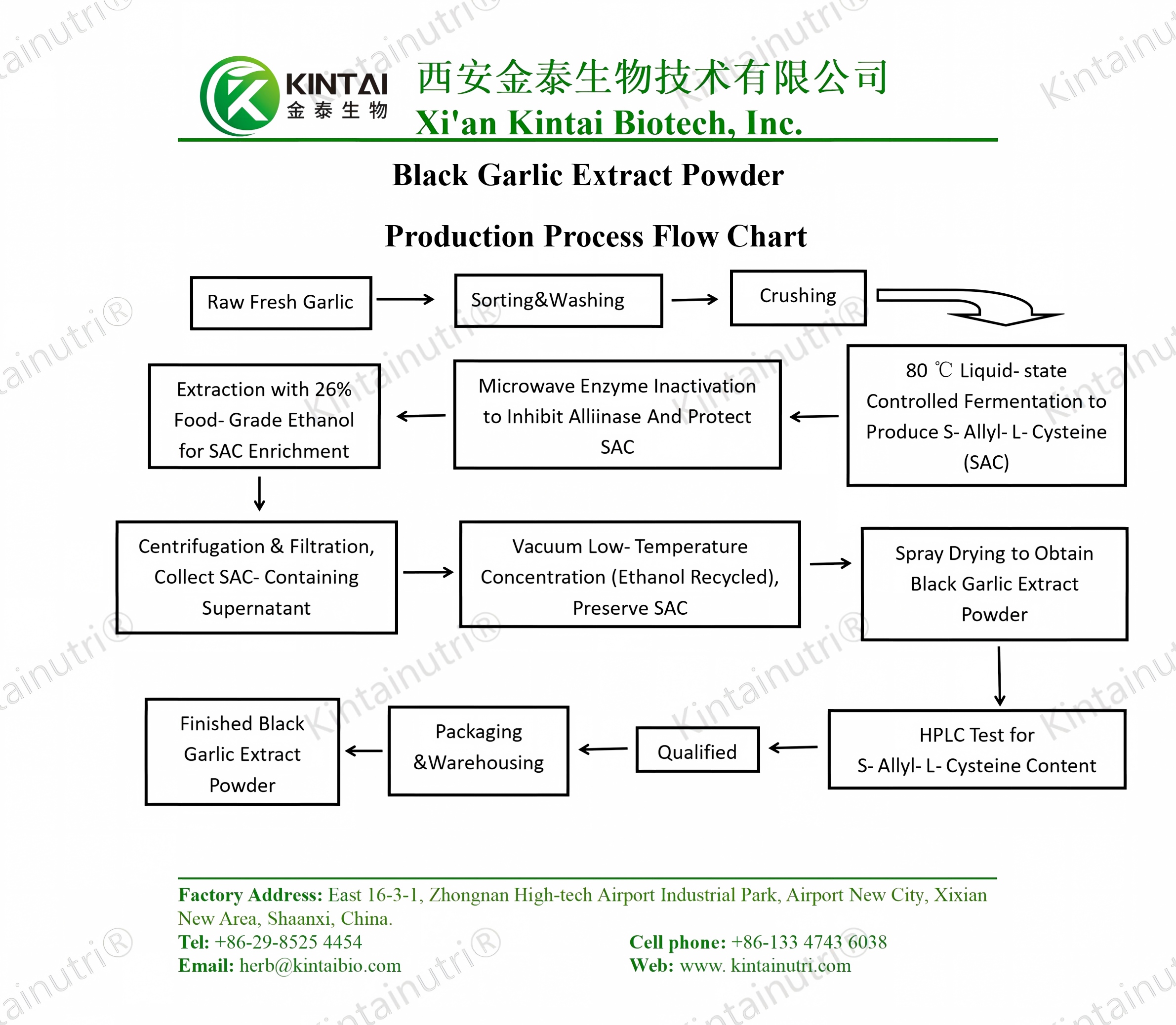 Diagrama de flujo del proceso de producción de extracto de ajo negro en polvo