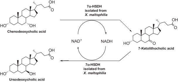 chenodeoxycholic acid vs ursodeoxycholic acid
