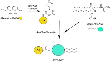Glucuronolactone Cancer