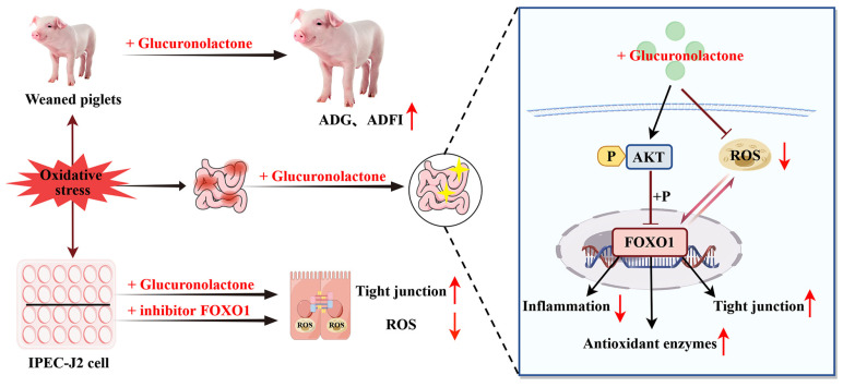 Glucuronolactone for Piglet Diets