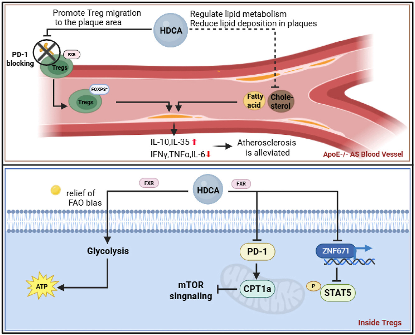 HDCA for Atherosclerosis