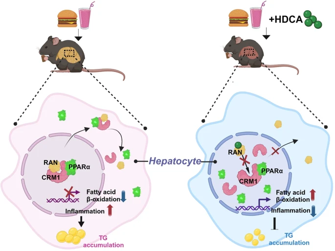 HDCA for Liver Health