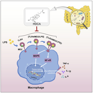 HDCA for Sepsis
