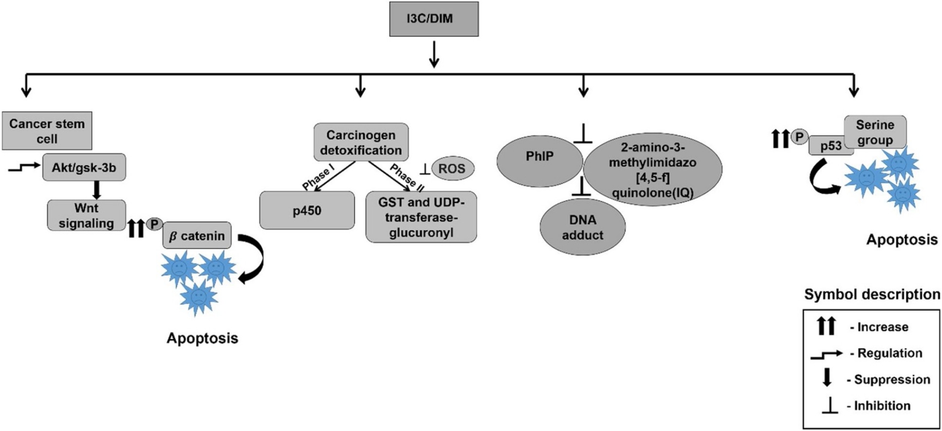 indol 3 carbinol cáncer