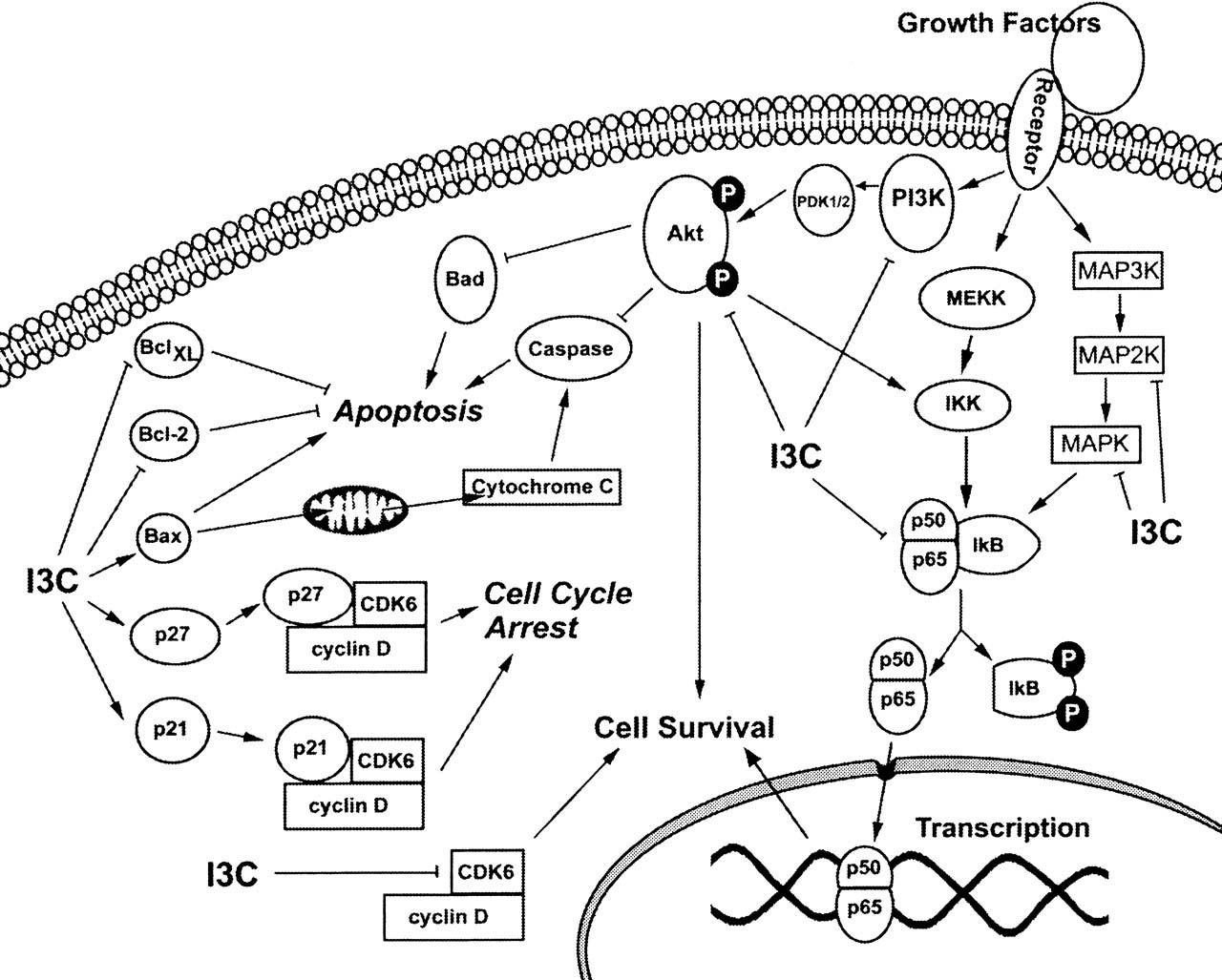 indol 3 carbinol cáncer de próstata